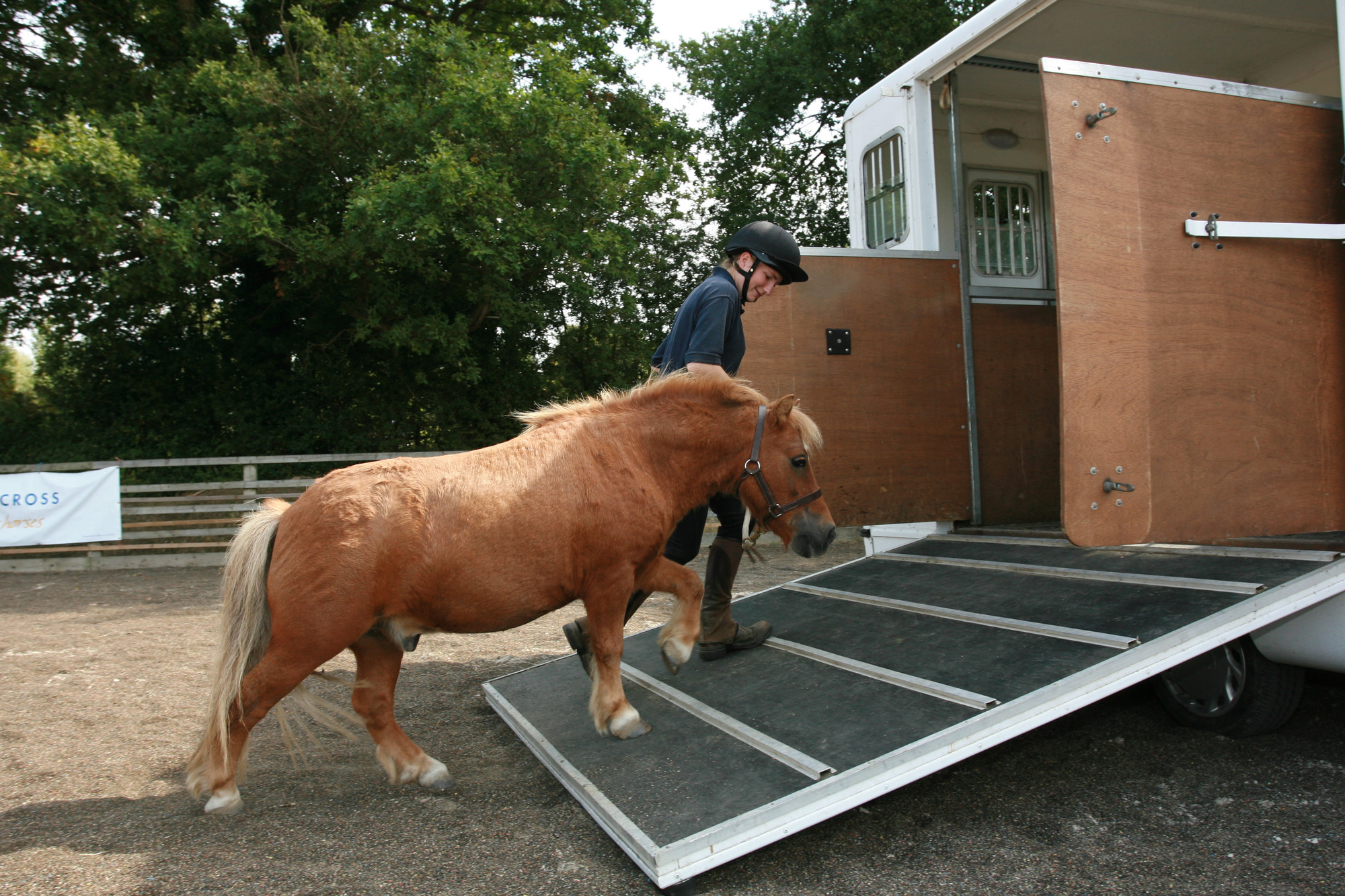 Groom Jenny Prus loading Nidge, a pony at the Northiam equine centre