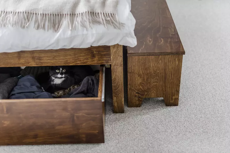 A kitten hides  in a drawer under a bed