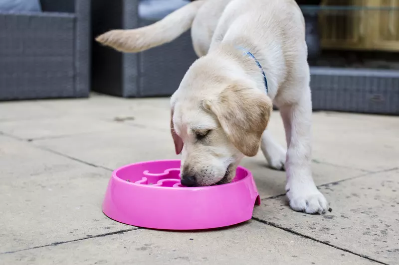 Golden labrador eats out of a bowl