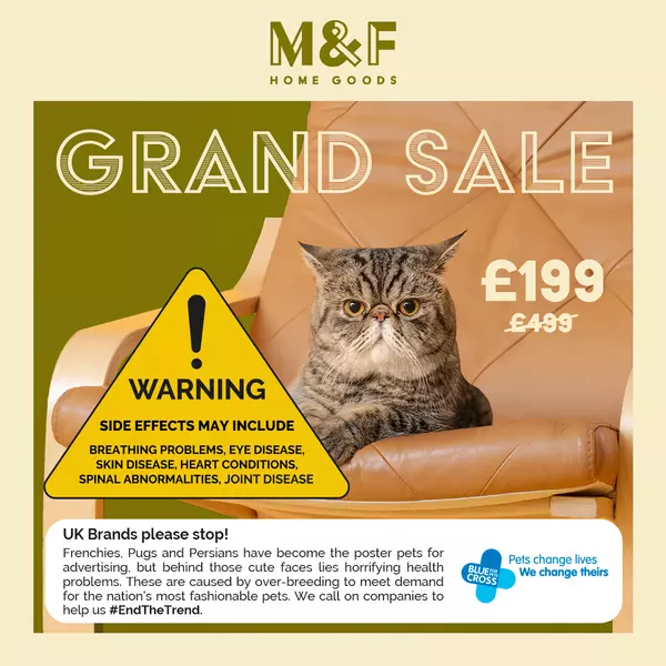 Fake ad featuring an unhealthy brachycephalic cat