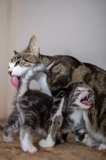 Cat licking her kitten's tail
