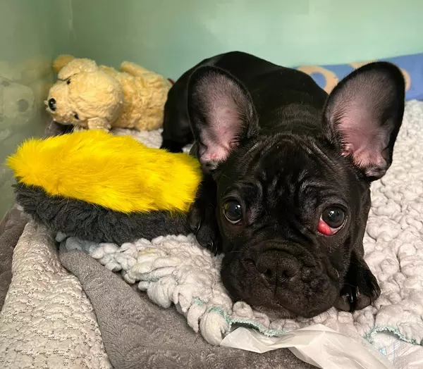 A black French bulldog puppy lies on a blanket in a veterinary hospital kennel. She looks sad. Her left eye has a red bulge in the corner.