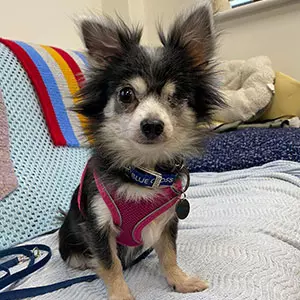 Little black and white chihuahua Missy with one eye and wearing a pink harness and Blue Cross branded collar sitting on a sofa