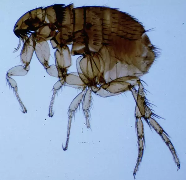 What an adult flea looks like under a microscope 