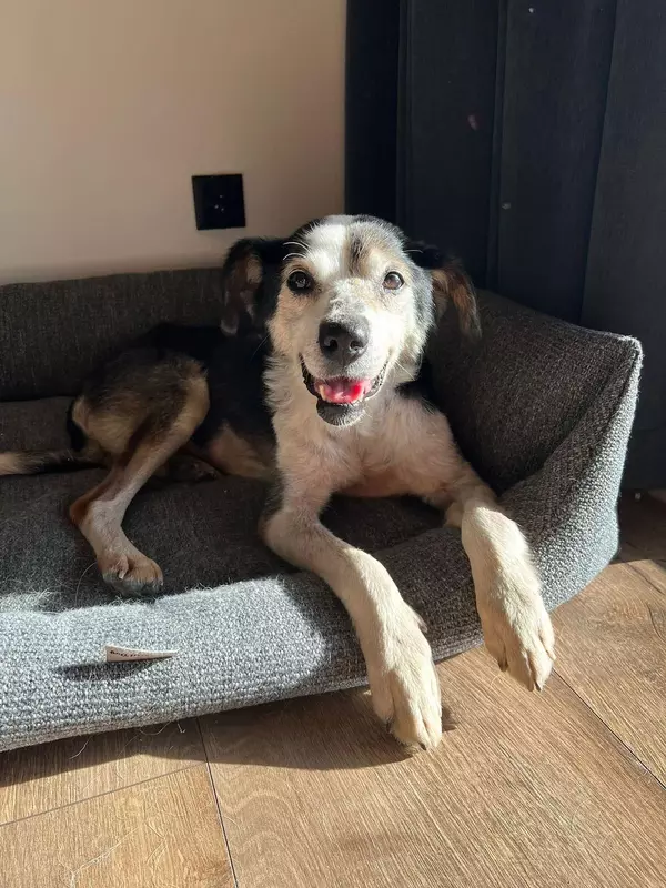 Ukrainian dog Henry sitting in his bed looking happy in his new home