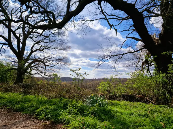 A viewpoint in Epping Forest, United Kingdom.
