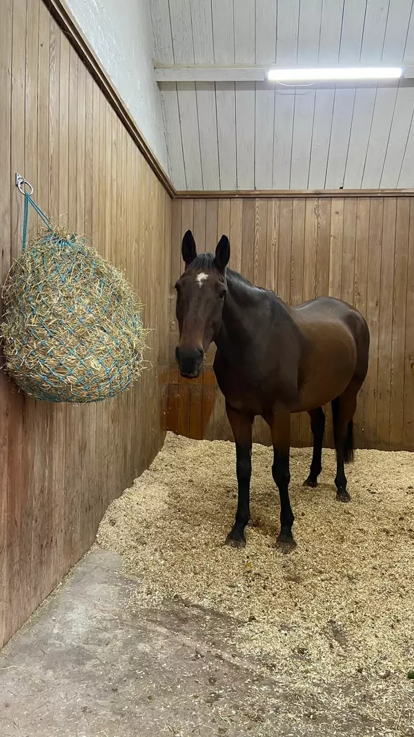A bay horse eats from a hay net in their stable.