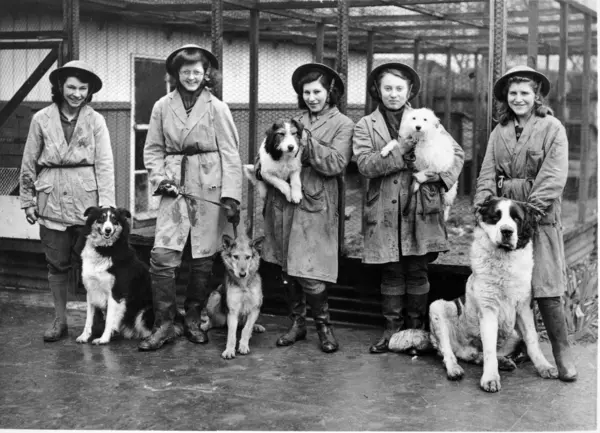 Dogs with kennel staff at Charlton Kennels in the 1940s