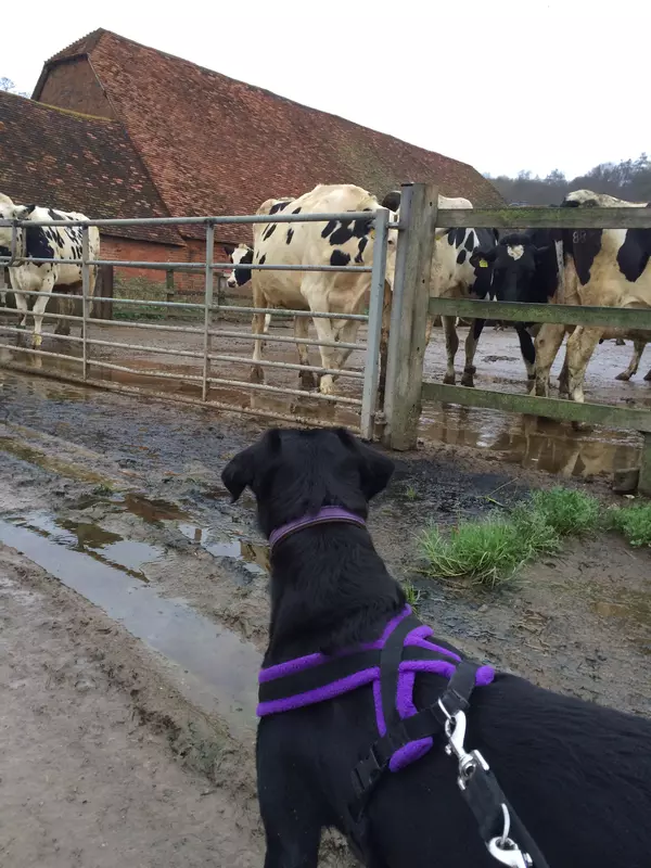 A dog on a lead looks interested in cattle nearby