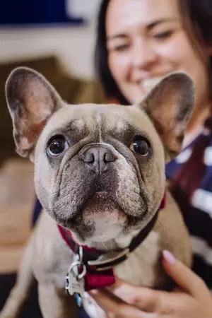 Tan French bulldog in owner's arms