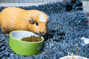 Ginger guinea pig next to green bowl with pellets in