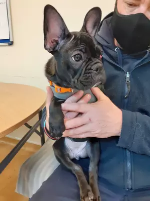 Black French bulldog Cherry is cuddled on the lap of a Blue Cross member of staff. The focus of the image is on Cherry, and the staff member is in the background and partially seen. Cherry has three legs and a red bulge in the corner of her left eye can just be seen.