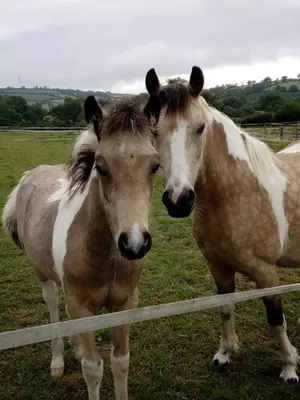 Two tan and white horses huddled together standing in a field 