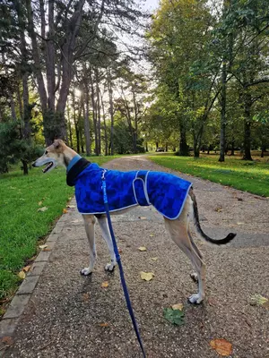 Fawn greyhound Lucian stands among trees wearing a blue fleece coat