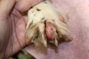 grass seed stuck in dog's paw