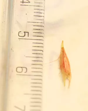 Grass seed that has been removed from a dog's paw