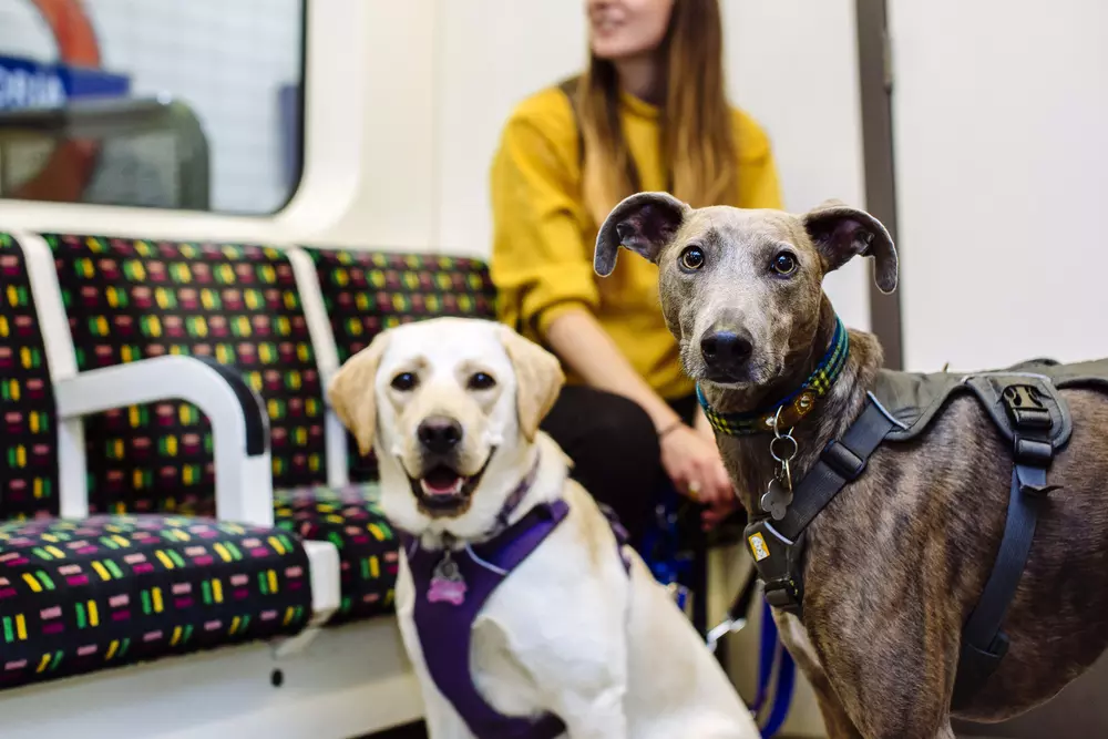 Golden Labrador and brindle lurcher on London Underground carriage