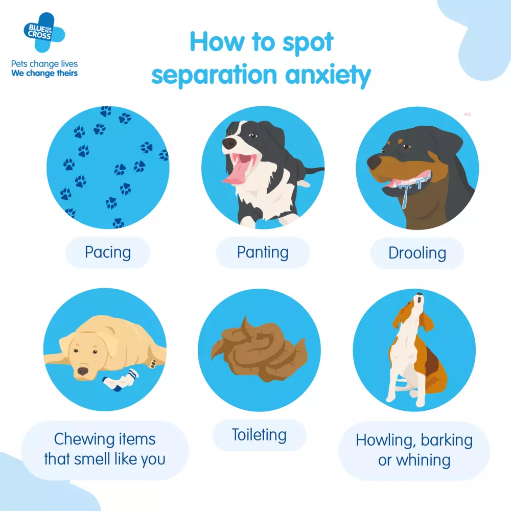 Illustration showing six signs of separation anxiety in dogs