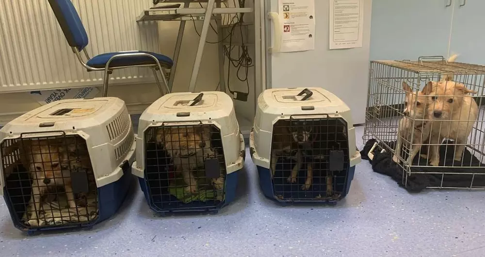 Image shows three cat carriers and one small dog crate in a line on the floor of a Blue Cross rehoming centre. Three of the cages have two dogs inside, and one cage has one dog inside. The dogs look sad and cramped.