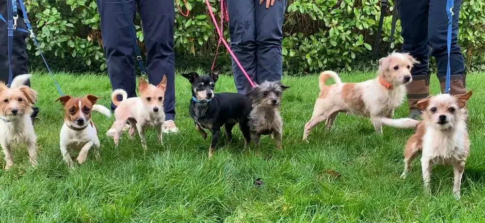 Seven small dogs stand in a row. They are on lead and their handlers' legs can be seen in the background of the image. Some of the dogs have scruffy coats and others have smooth coats. They are a mix of crossbreeds including Jack Russell crosses and Chihuahua crosses.