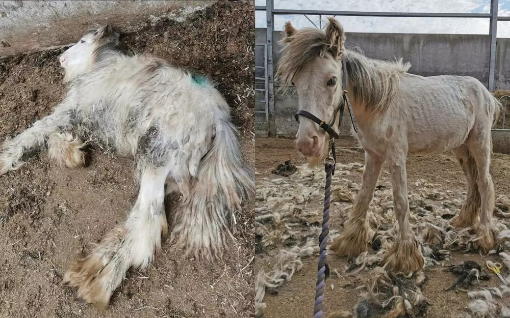 On left Stan is lying on the floor, with a matted coat and covered in dirt. On the right he is clipped and standing but looking very skinny and sad.