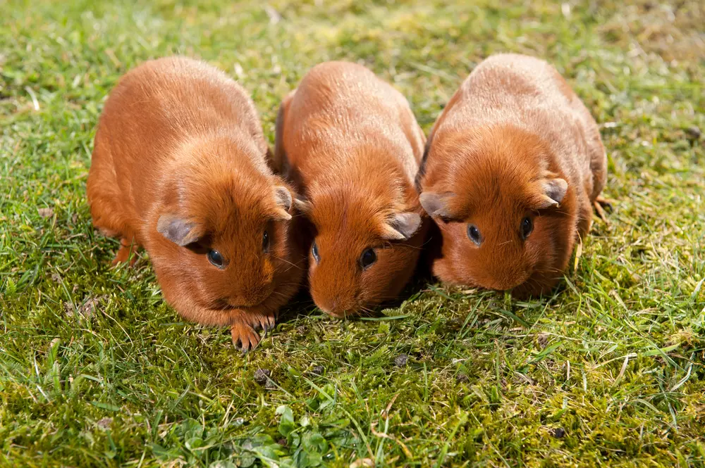 Guinea pig introductions 3