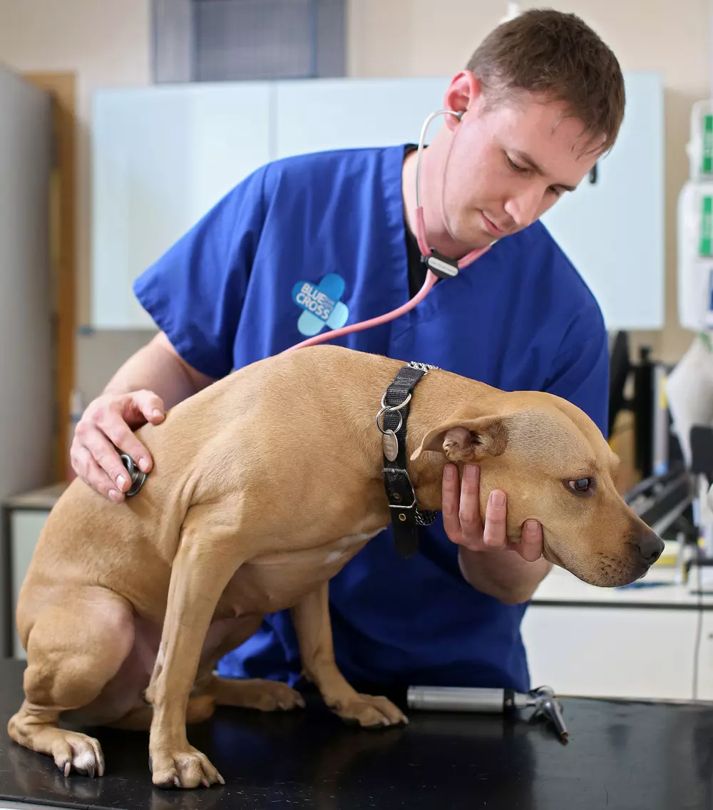 A dog is examined by a Blue Cross vet
