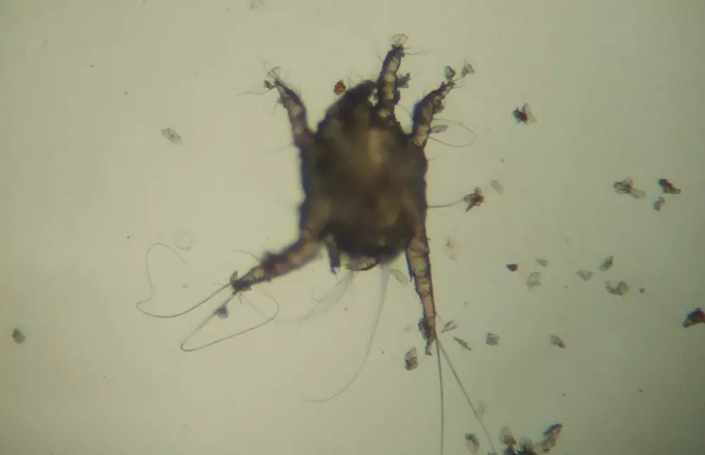 Ear mite under microscope