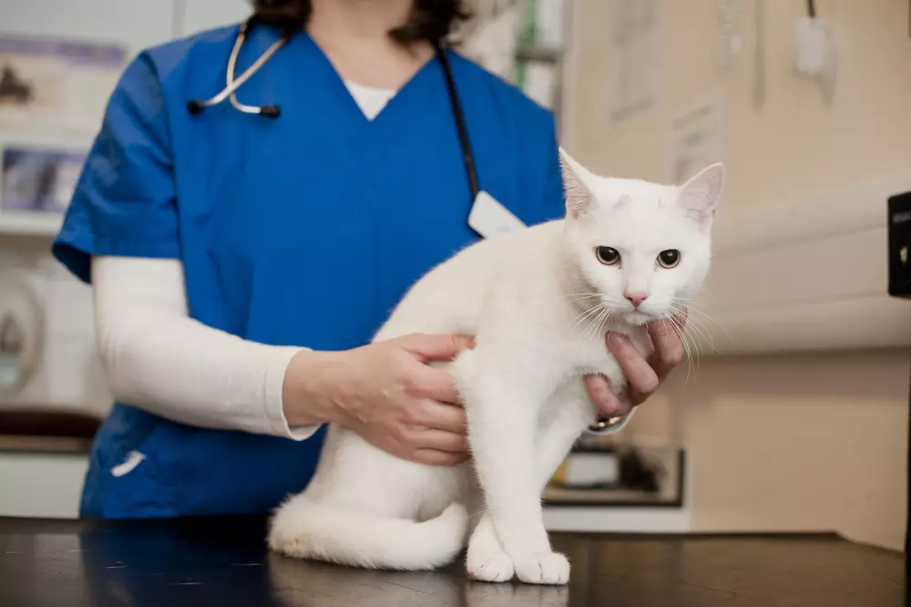 A white cat being examined by vet