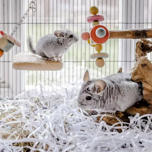 Two grey chinchillas in a large cage