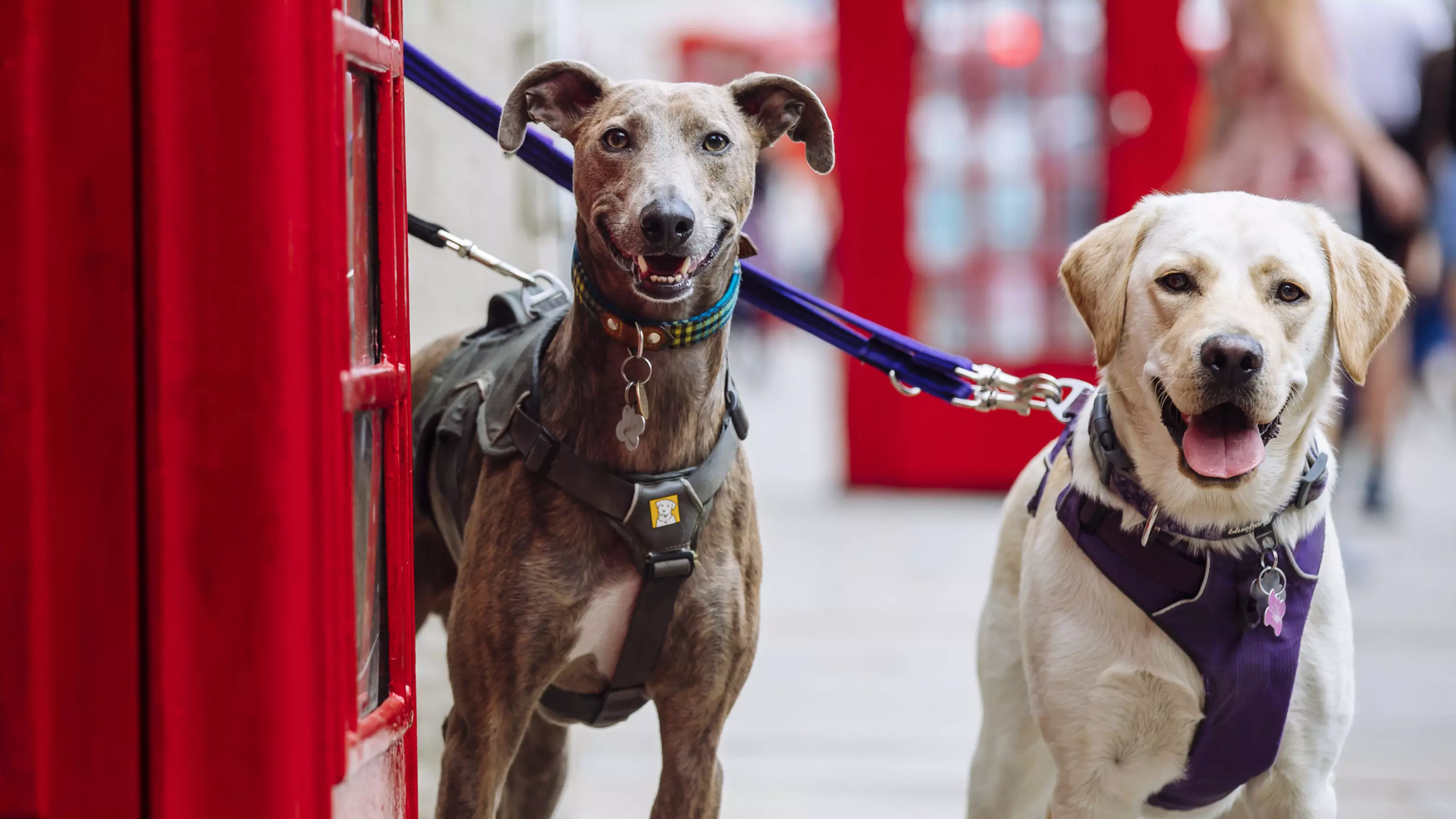 Brindle lurcher (left) and golden labrador (right) by red London phone box