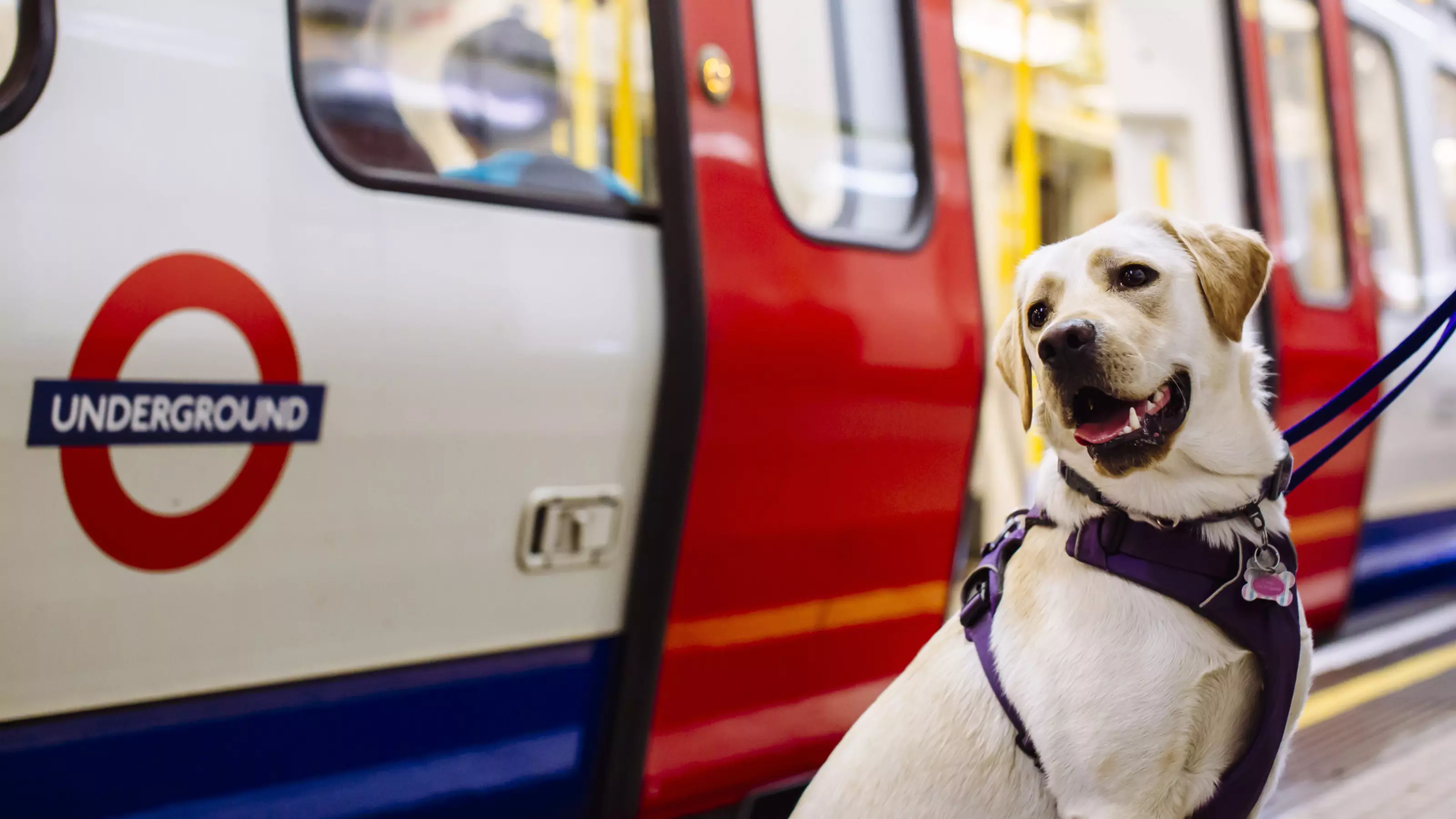 Golden Labrador stood on the platform waiting for Underground train