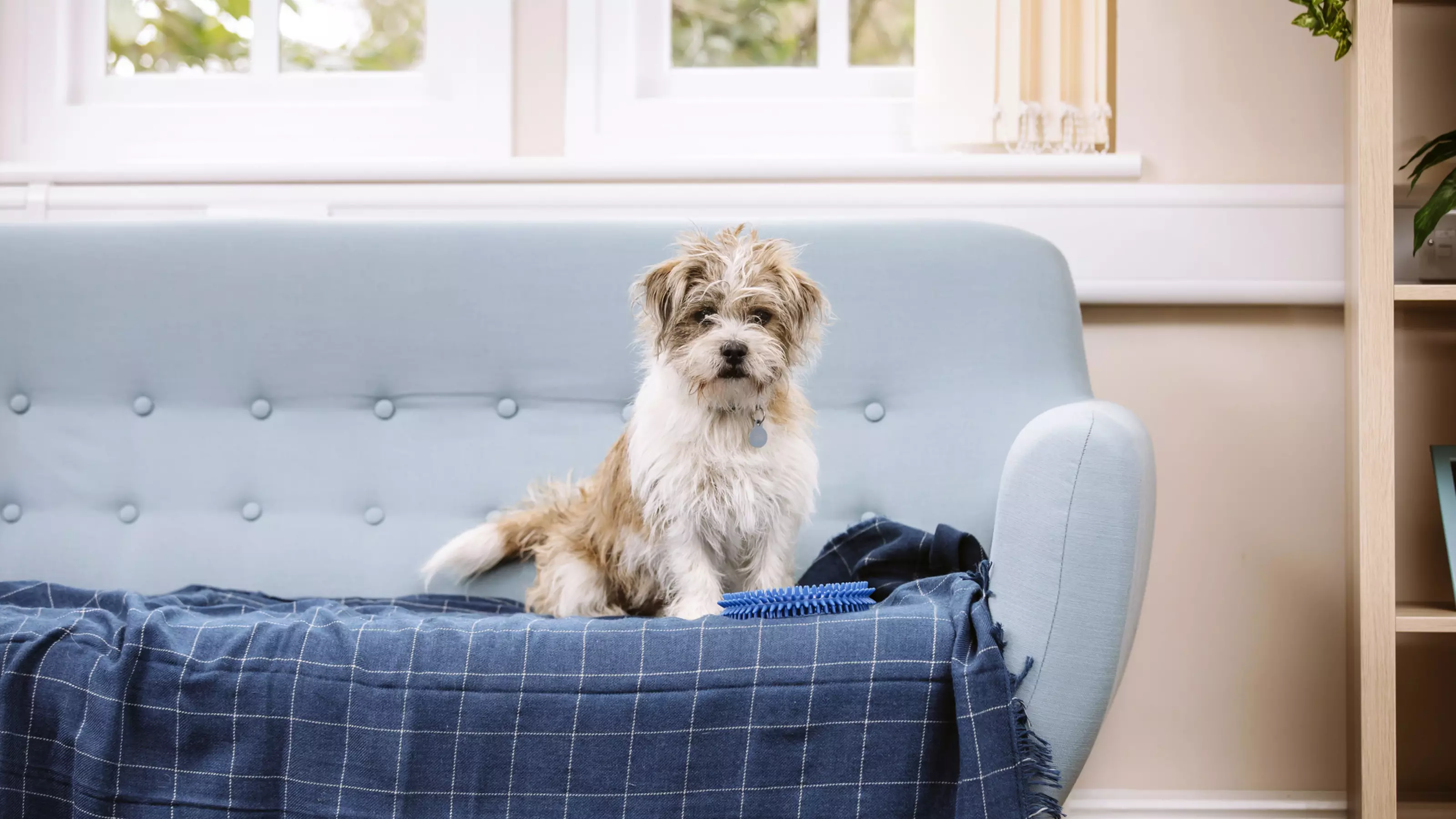 Puppy on blue sofa