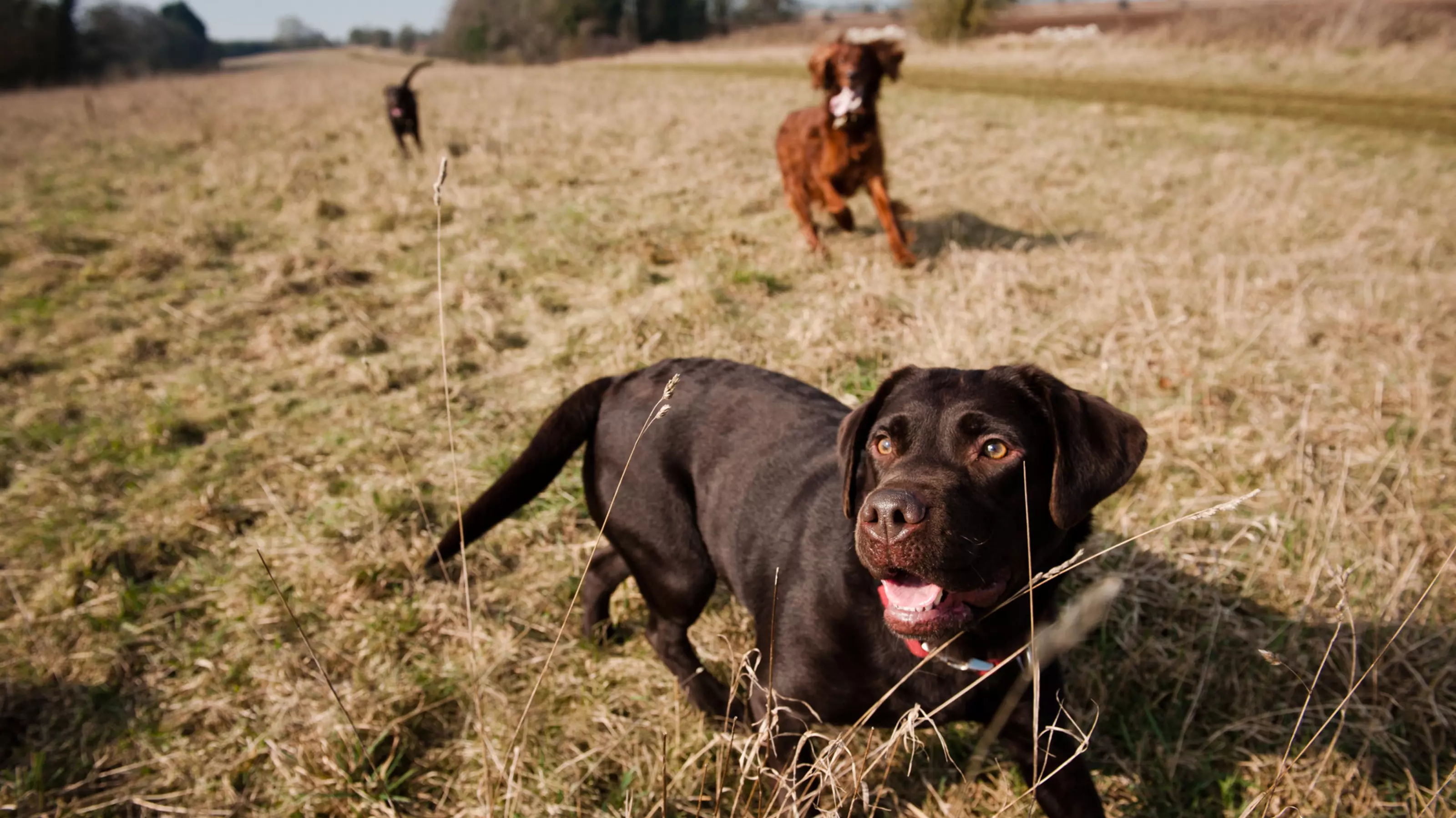 Chocolate Labrador in a field