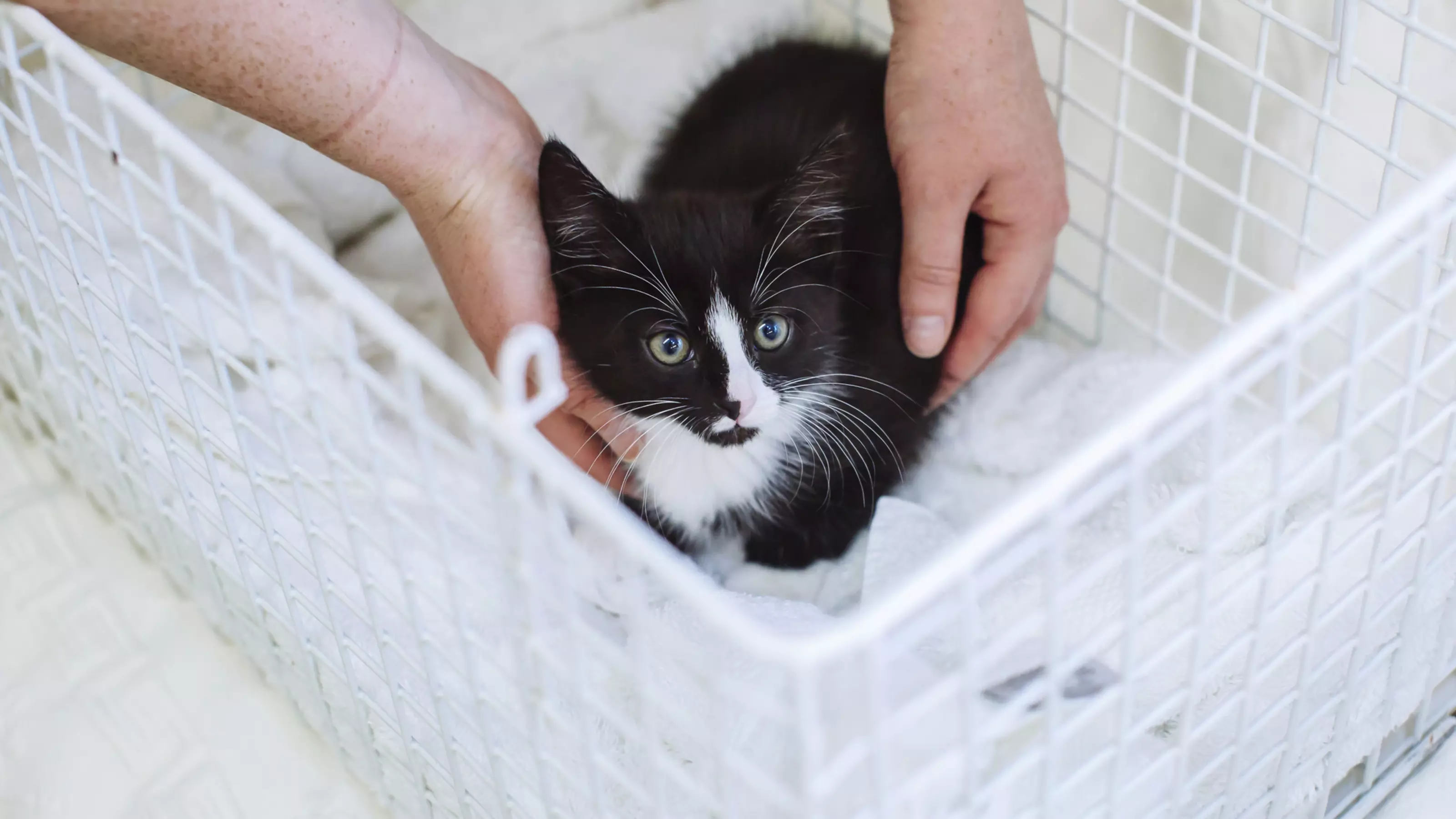 Black and white kitten in a carrier