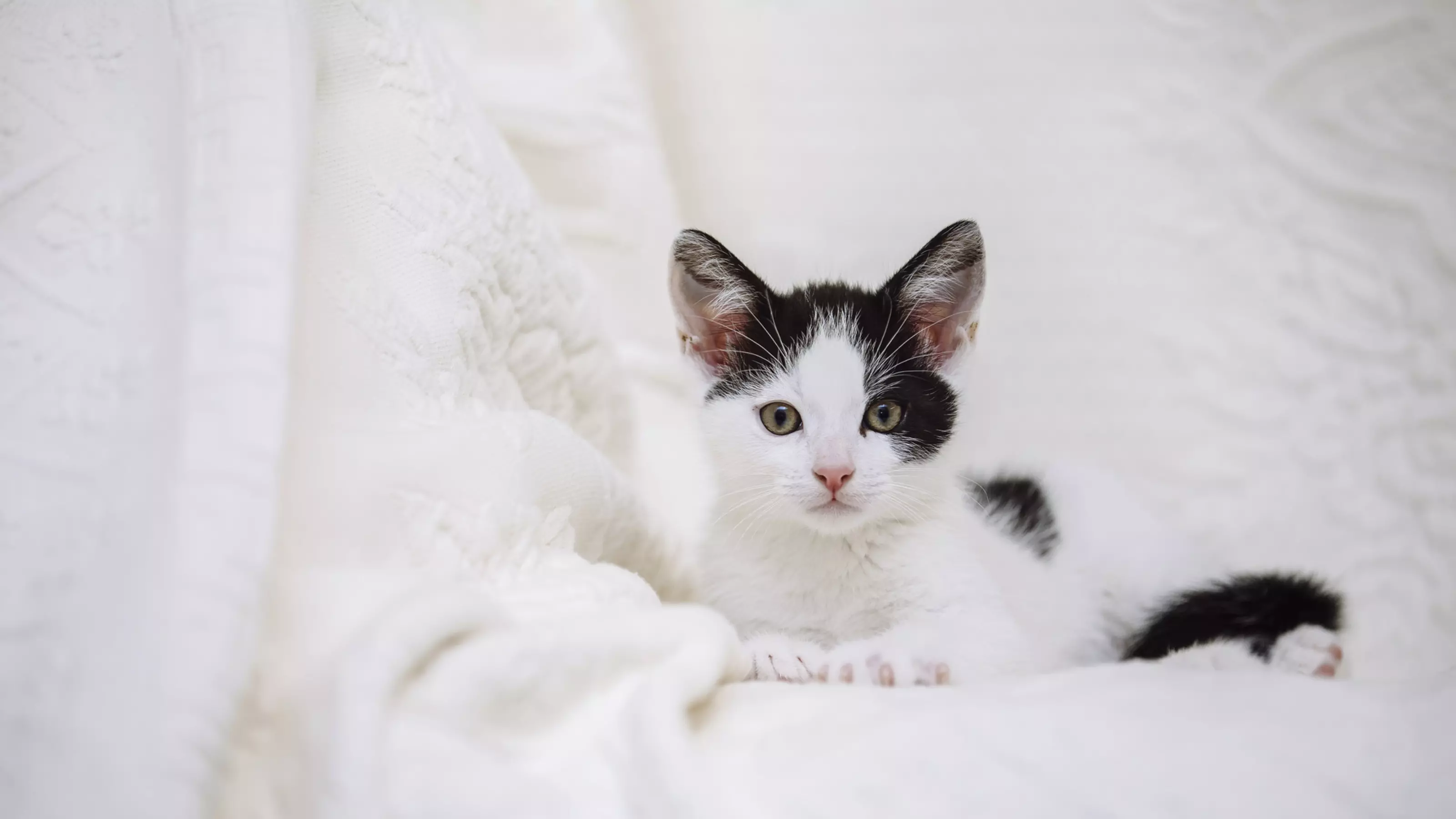 Black and white kitten on white blanket on a sofa
