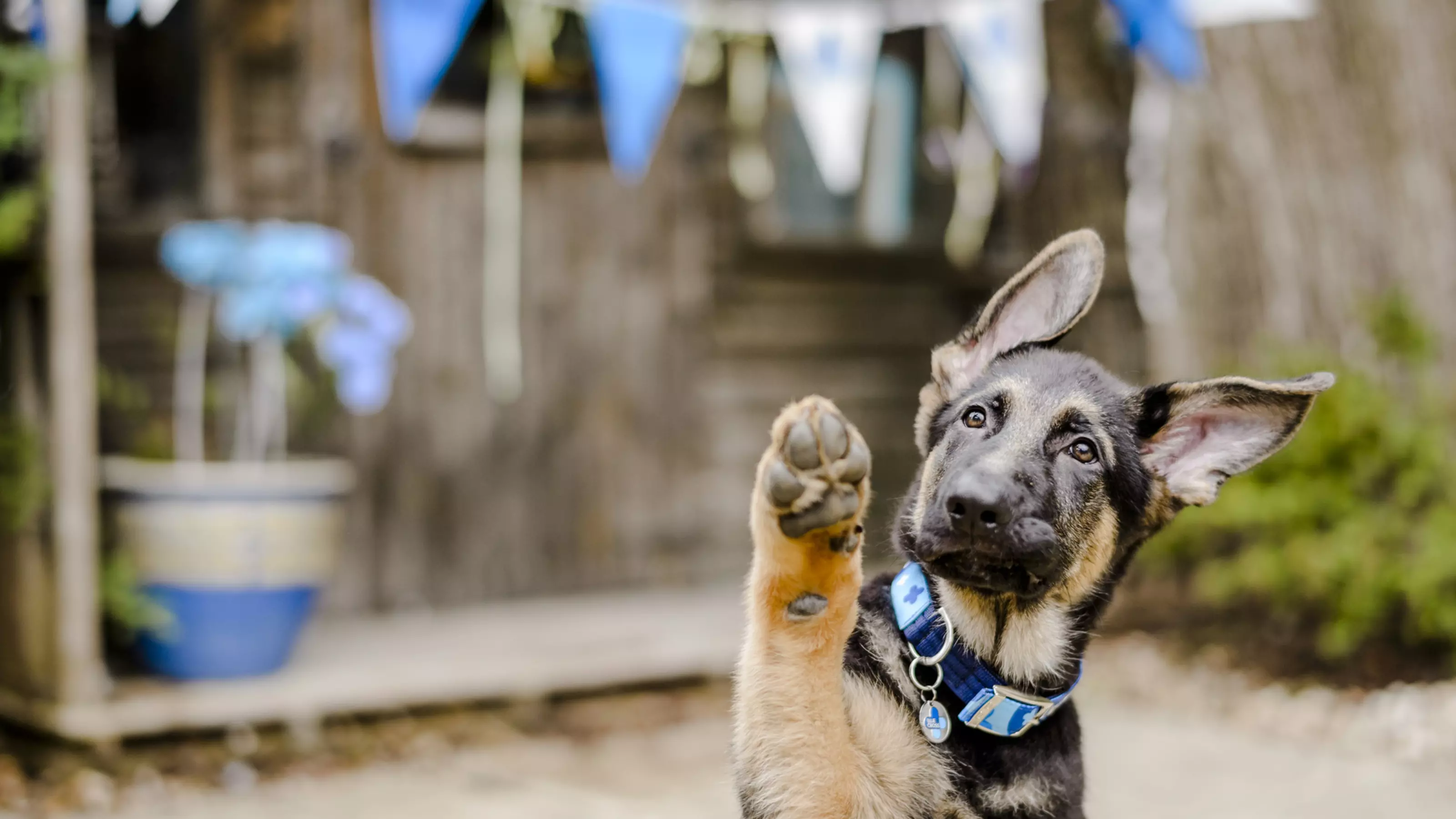 German shepherd puppy with one paw in the air