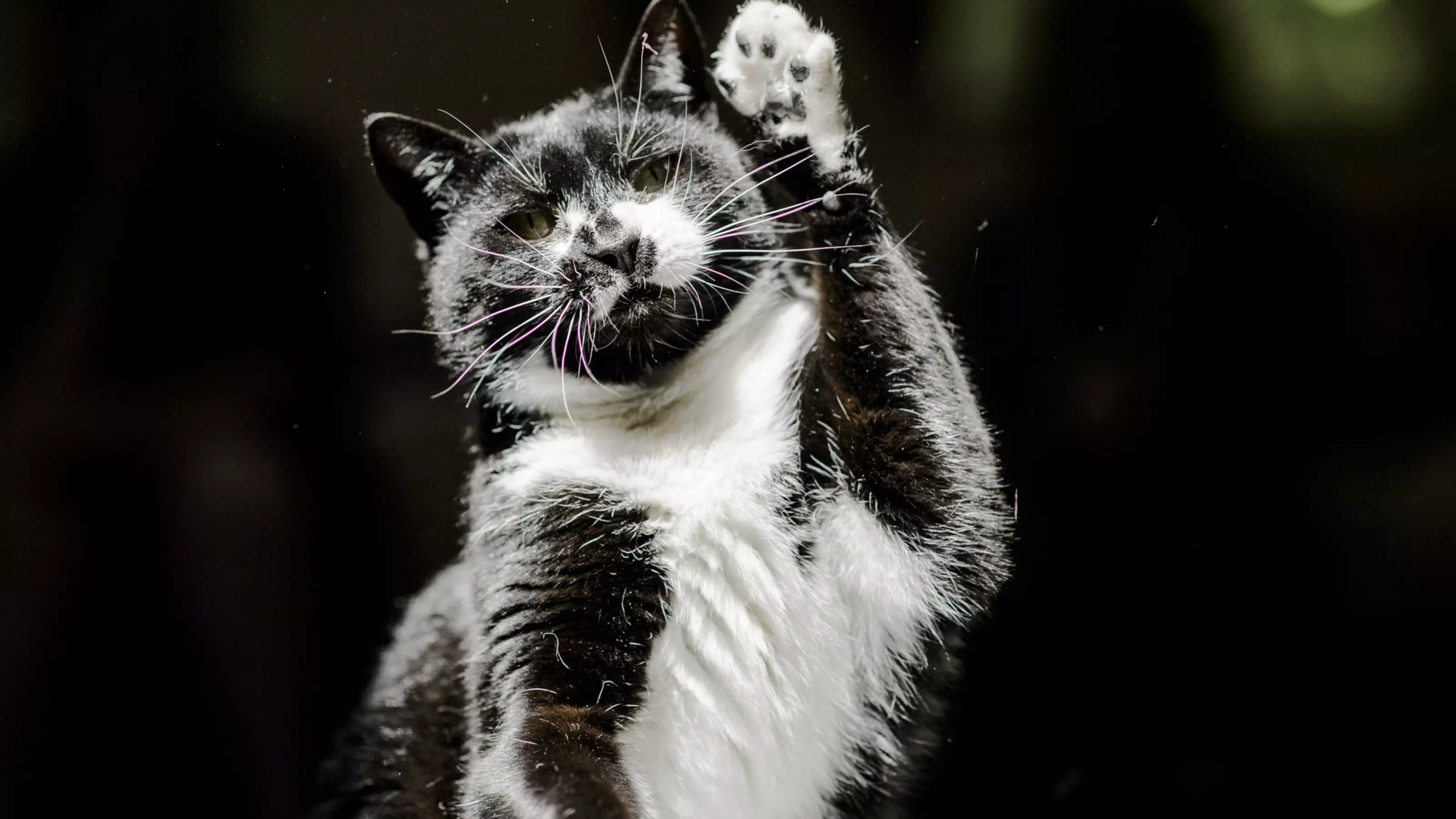 Black and white cat with one paw in the air