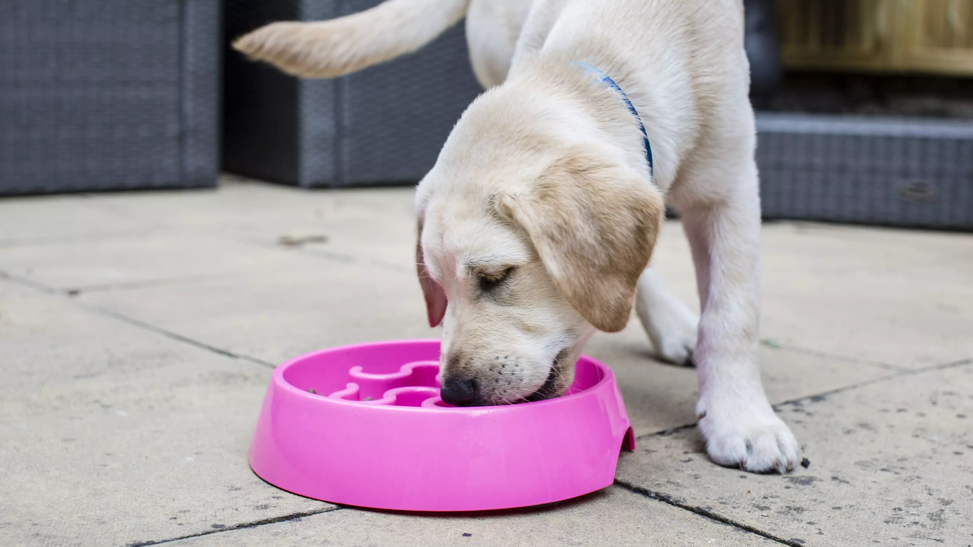 Golden labrador eating out of puzzle feeder
