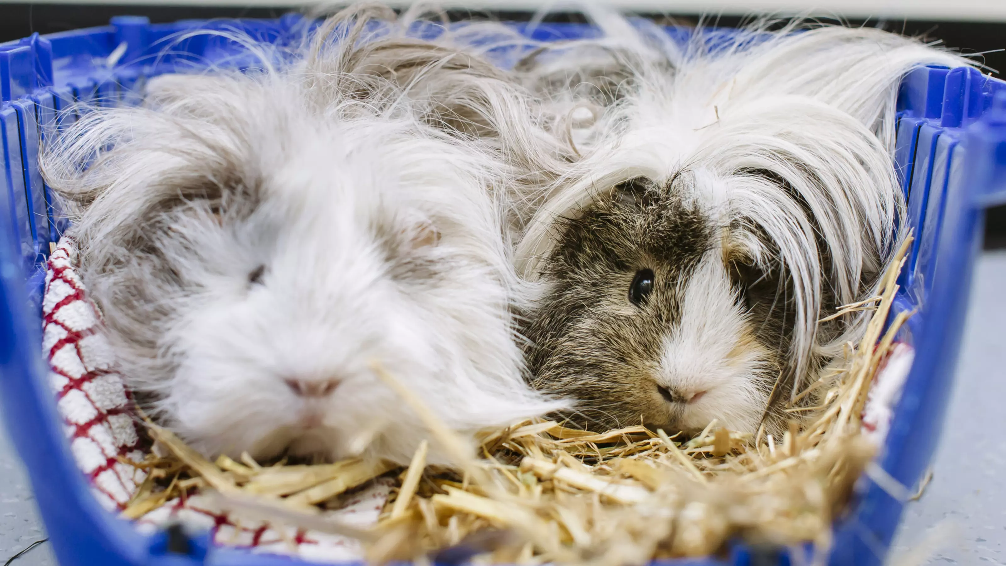 Two guinea pigs sitting together