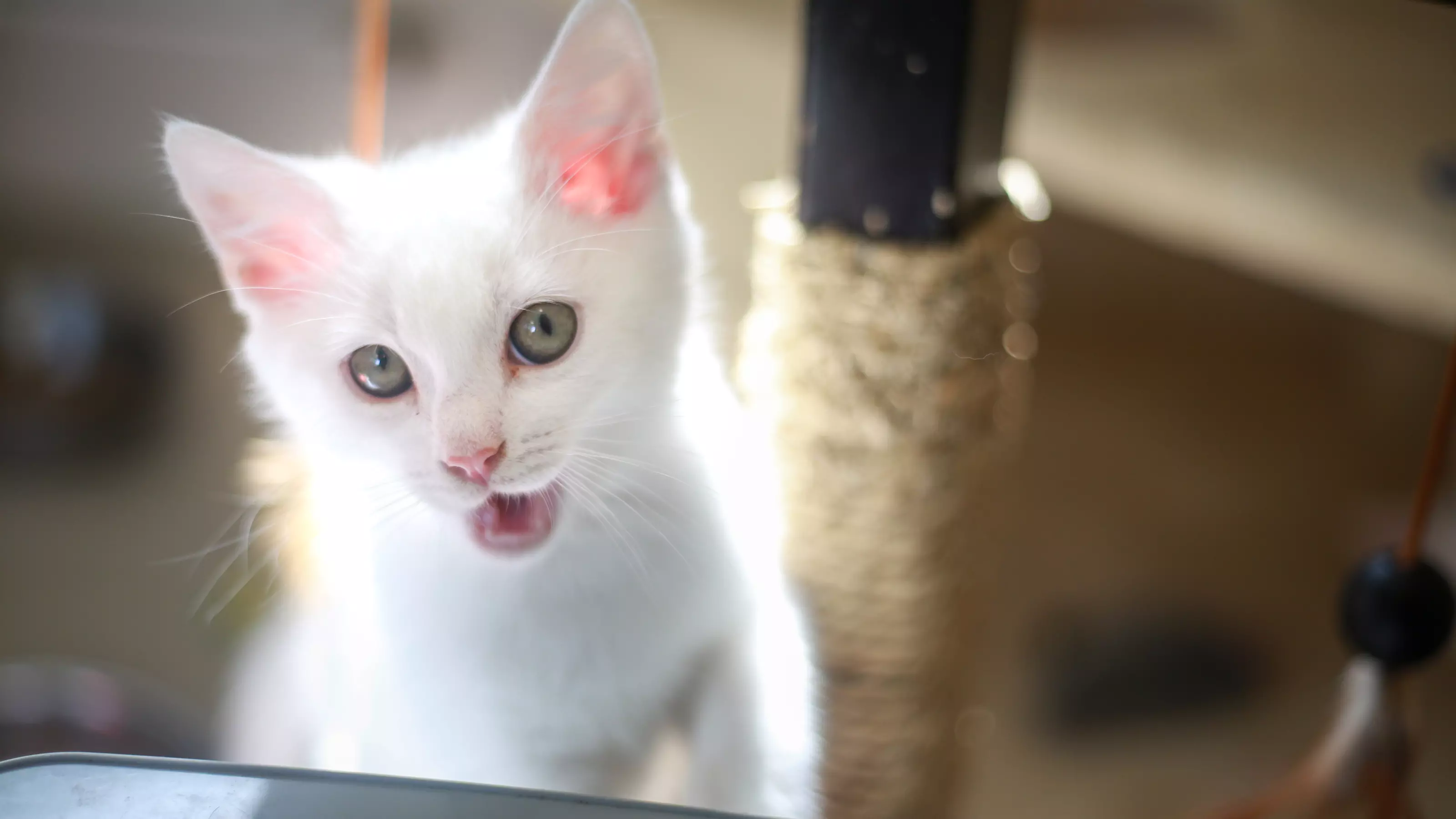 White kitten looking into camera