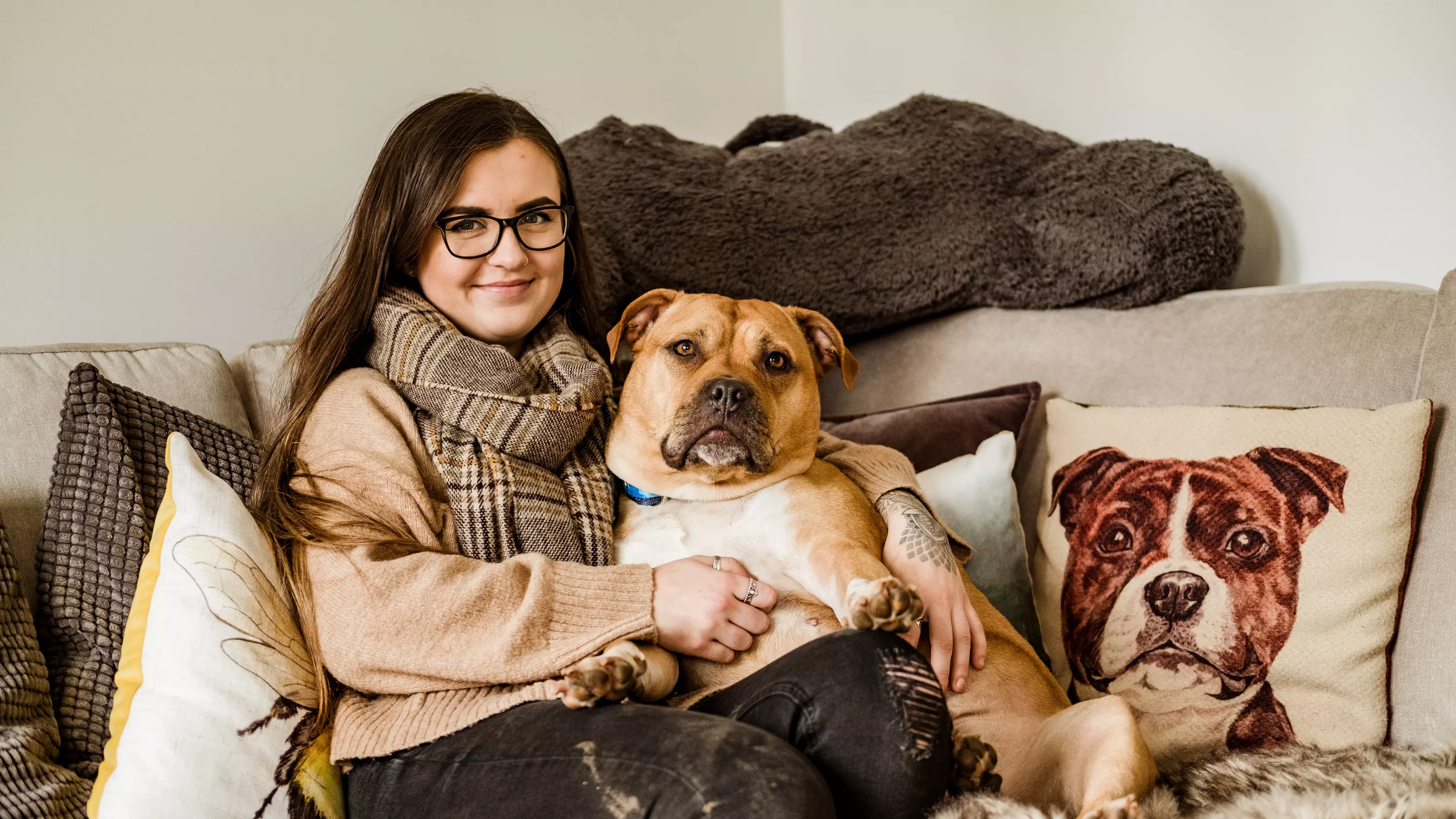 Staffordshire bull terrier with owner on sofa