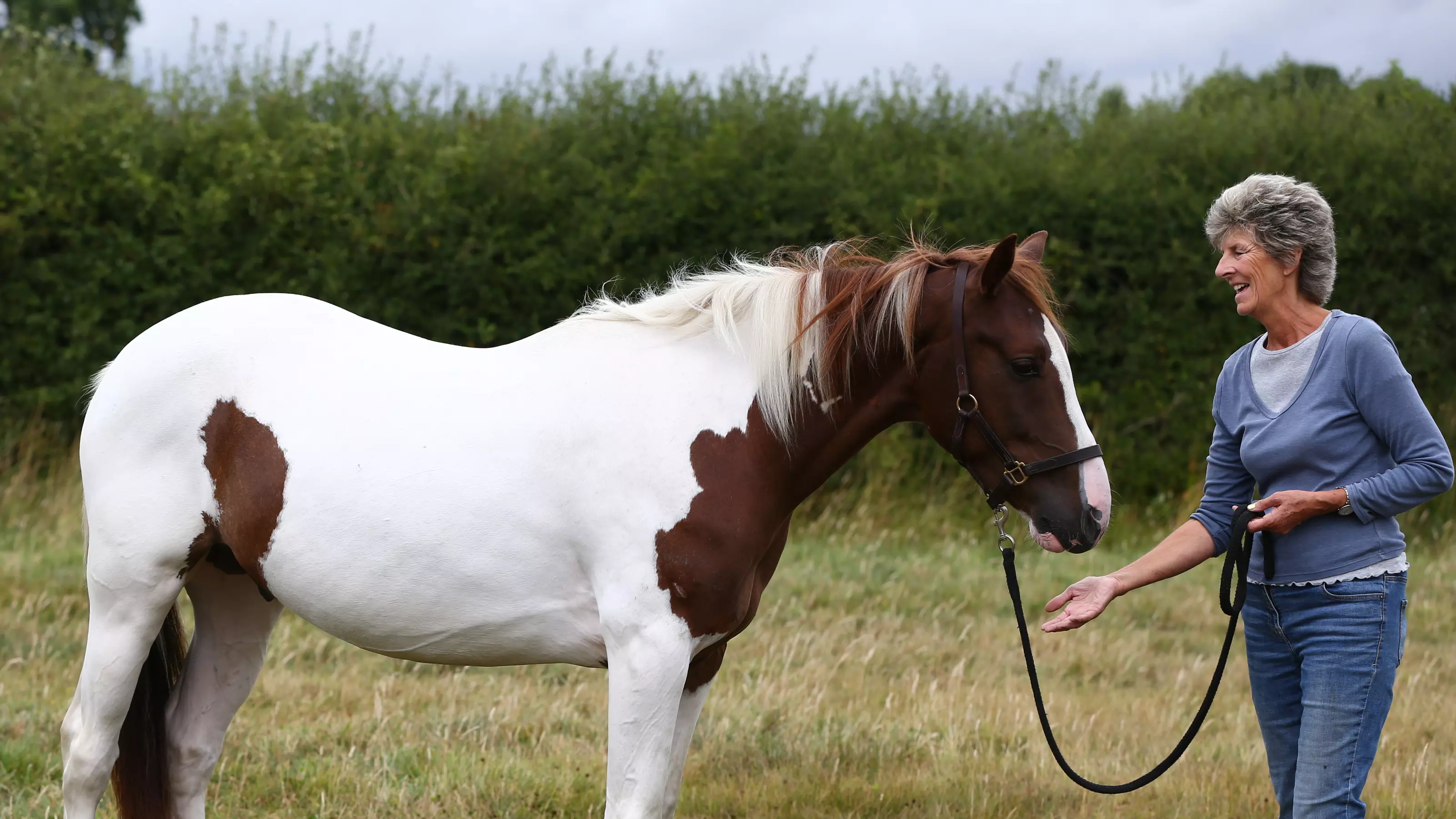 White and brown horse Denny with his owner in his new home