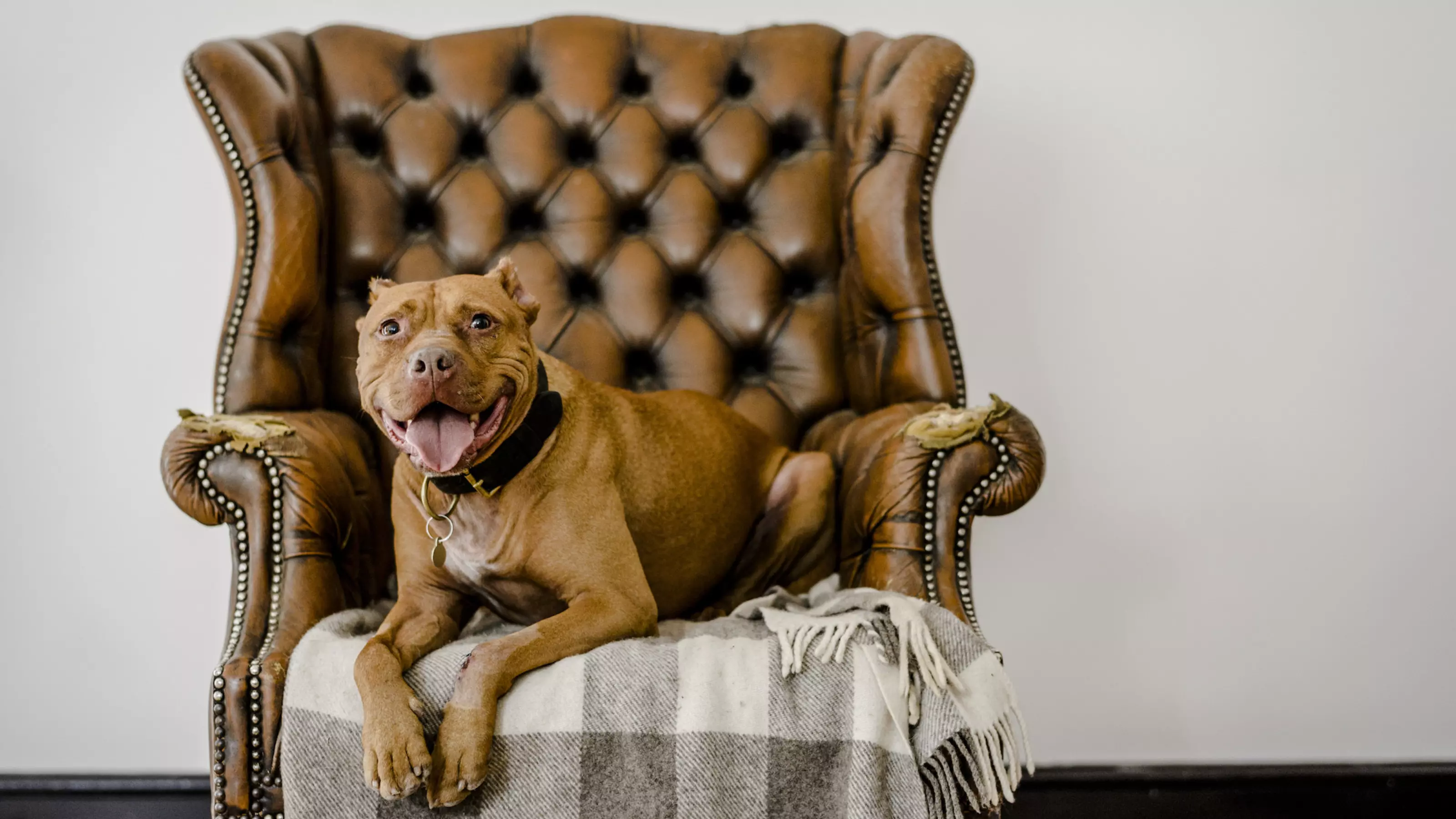 Archie the pitbull terrier enjoying his armchair