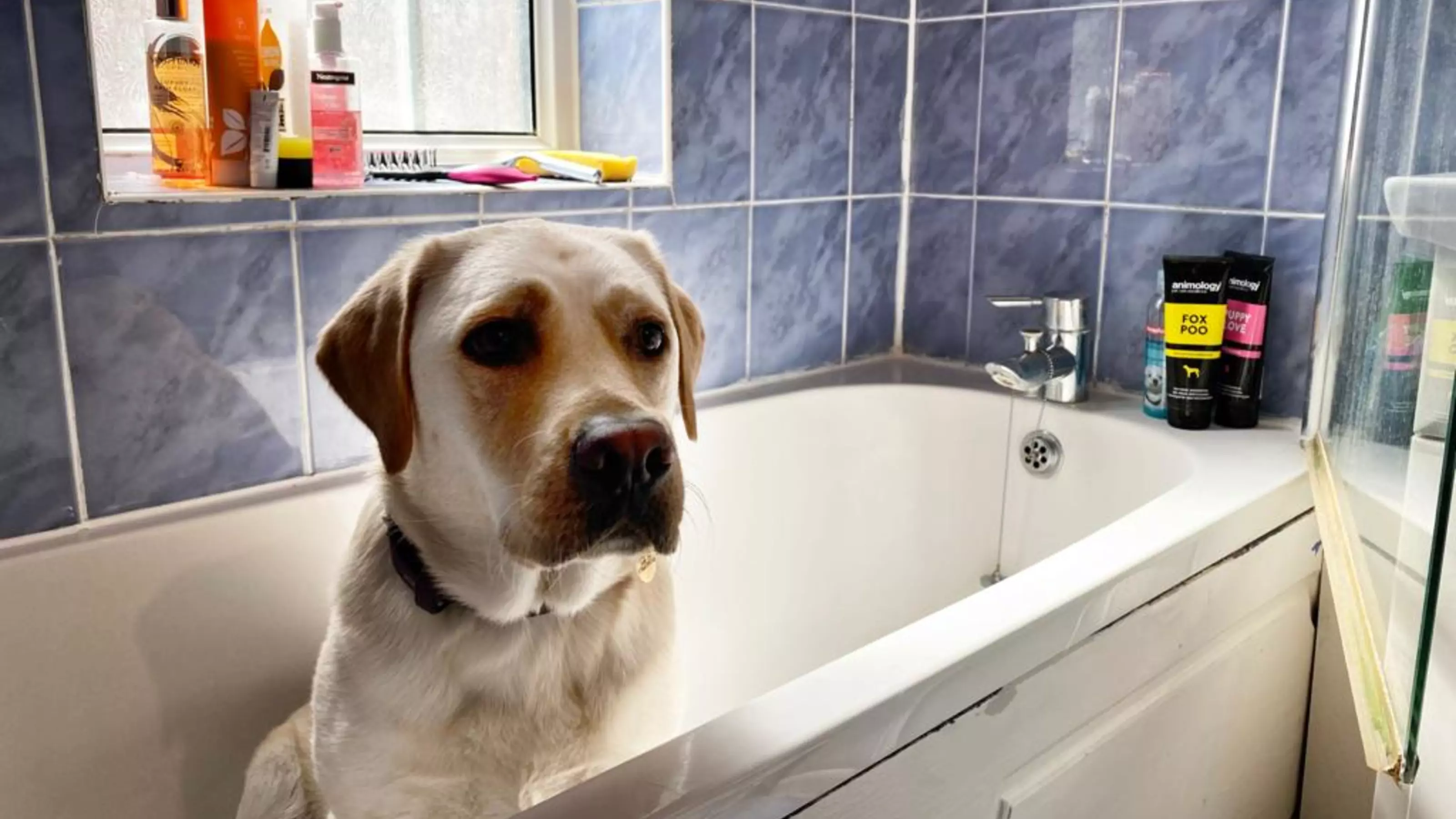Golden retriever in the bath, looking just to the right of the camera