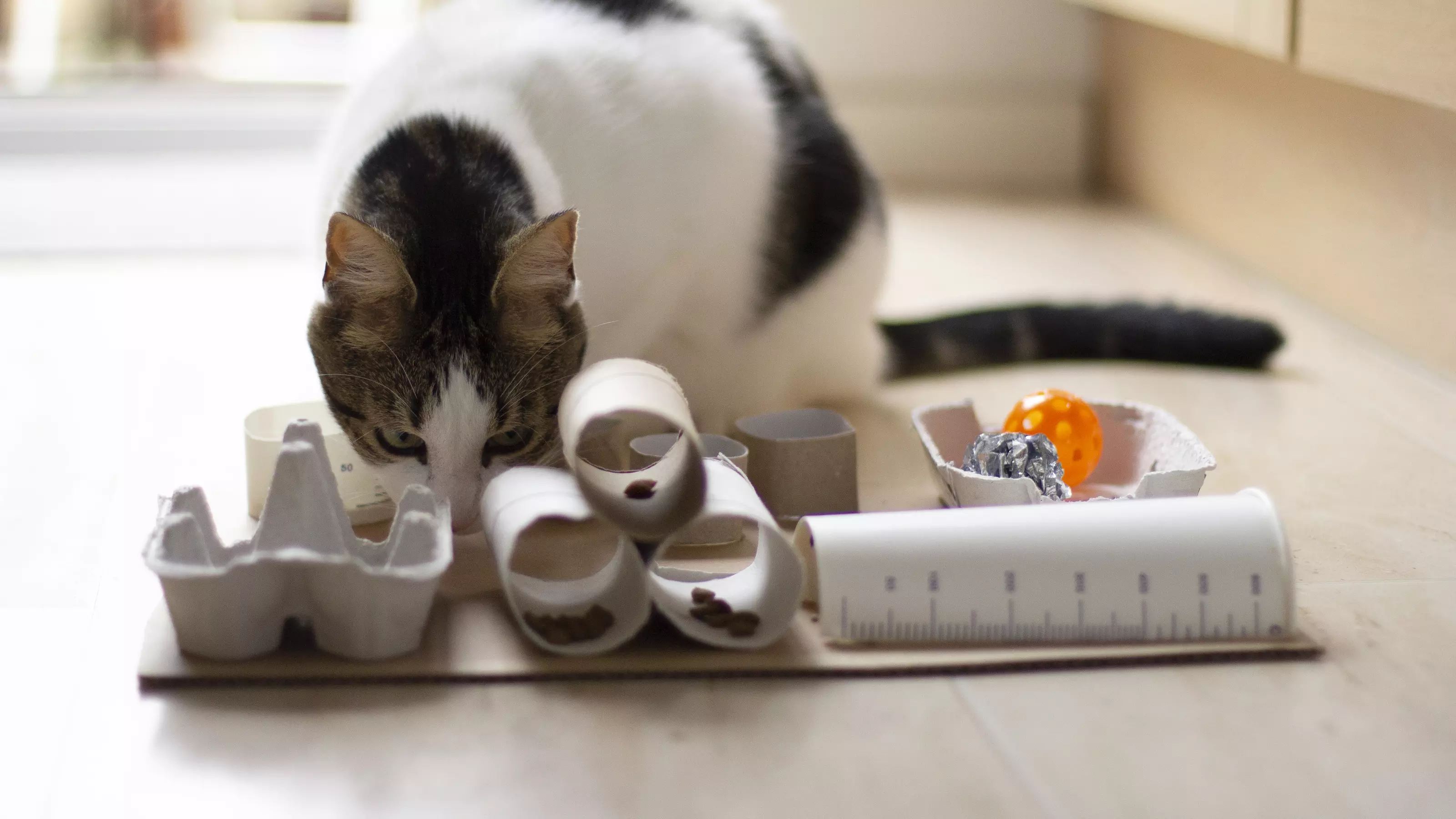 Cat sniffing homemade cat puzzle feeder