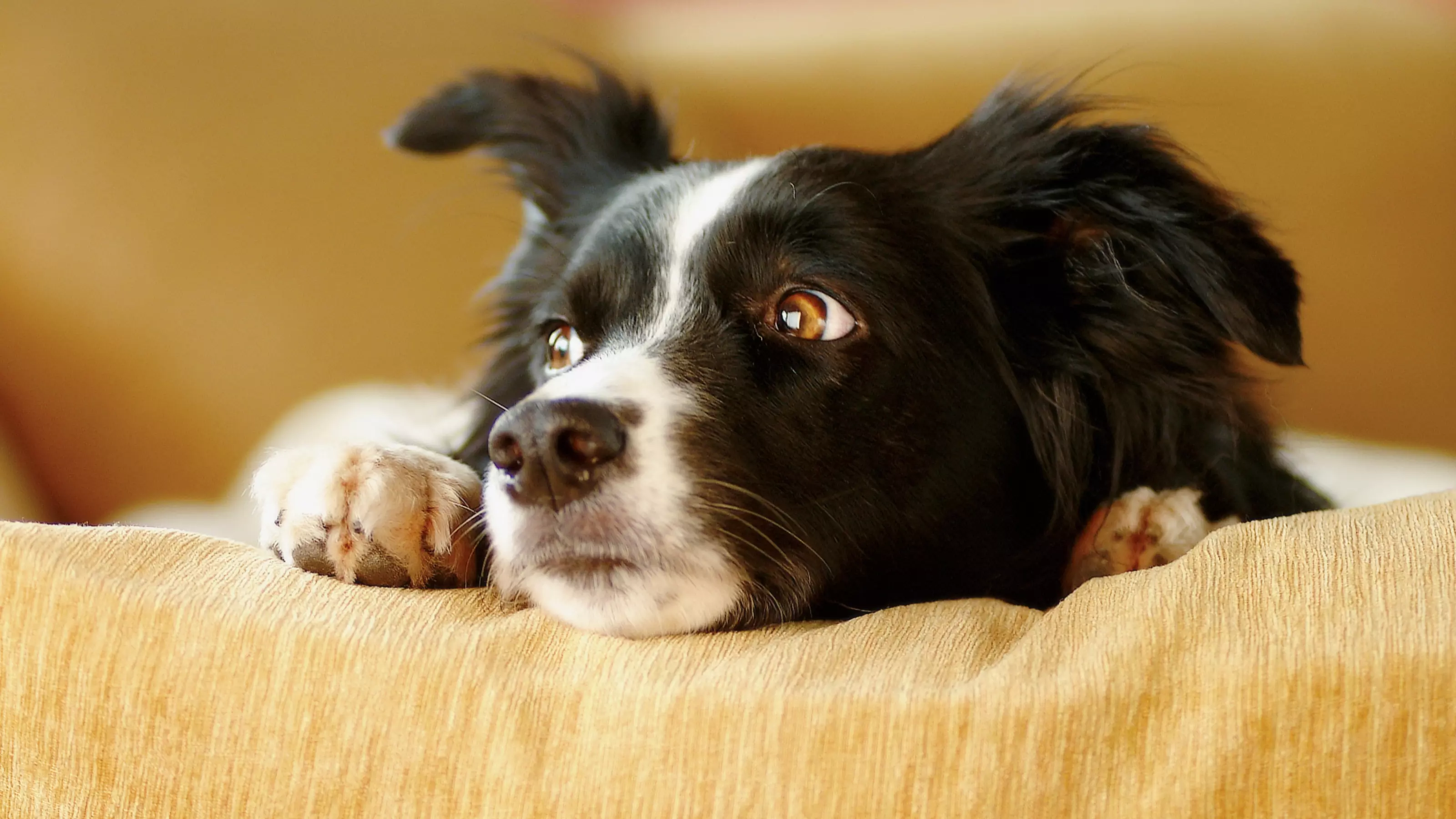 Stressed dog on a sofa