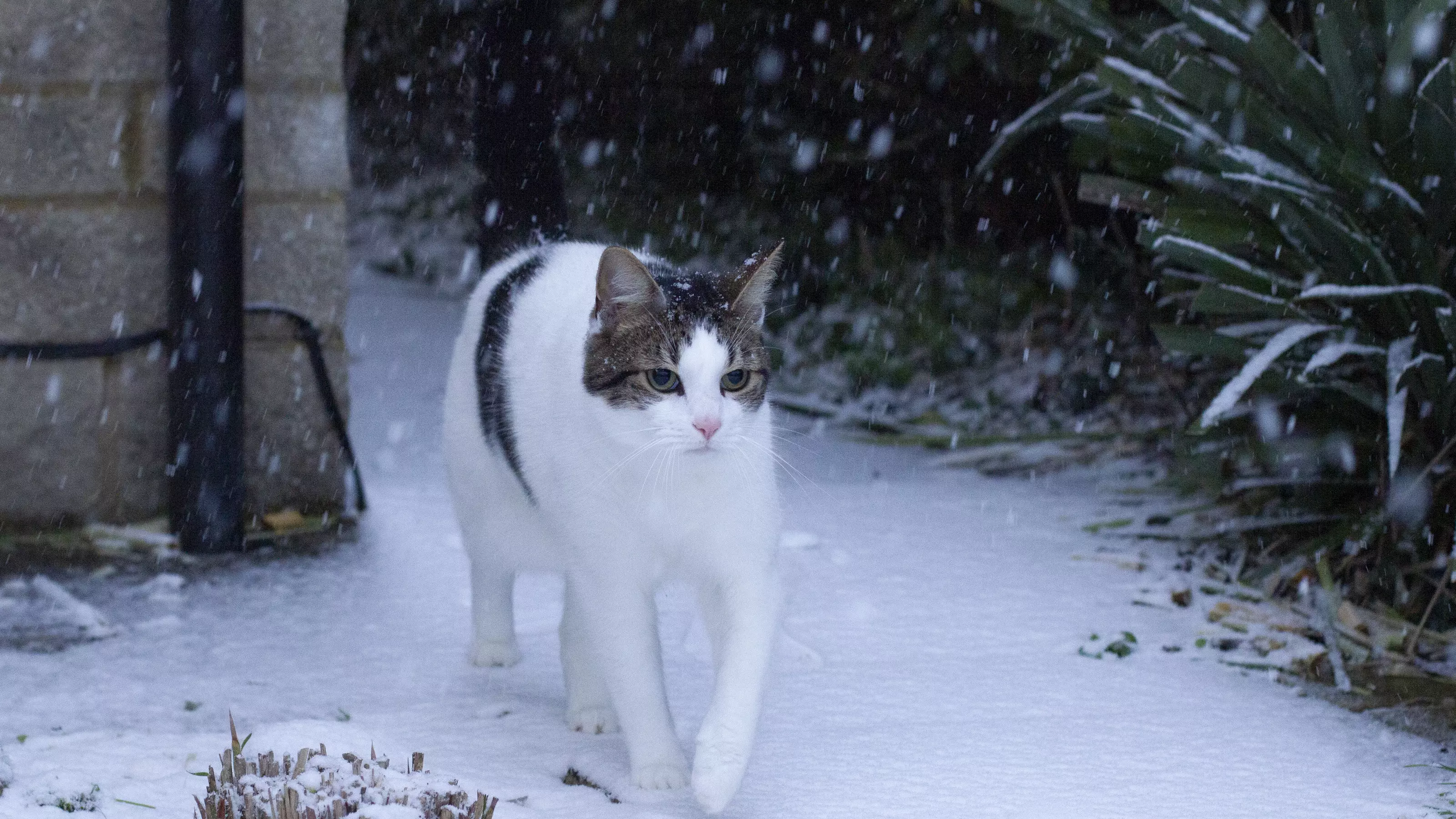 White cat with brown patches walking in snow
