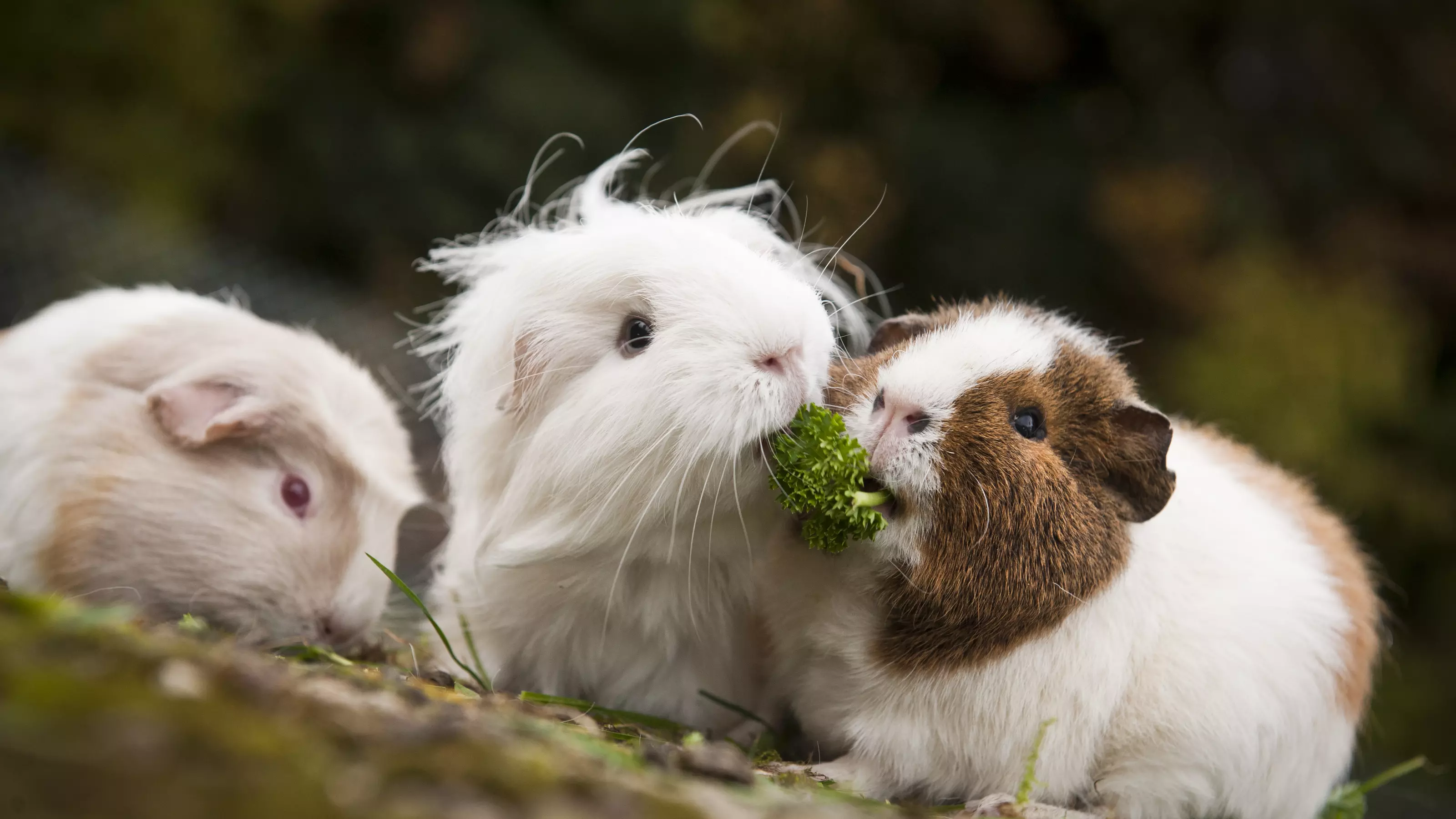 Three guinea pigs eating food together