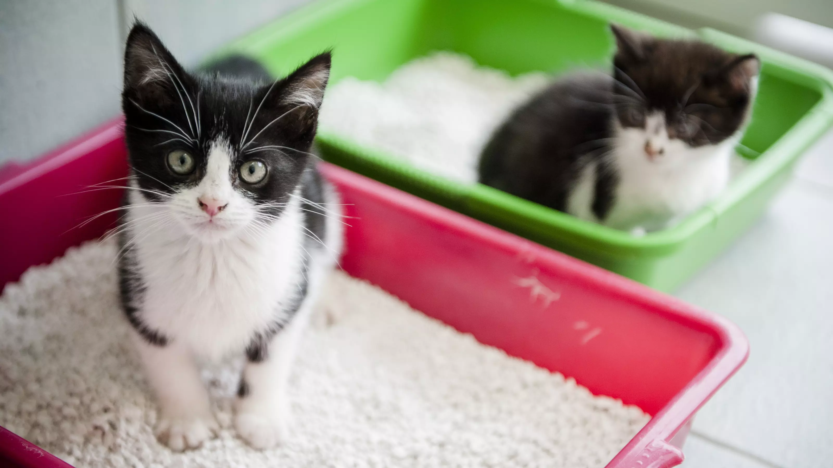 Two black and white kittens in two litter trays
